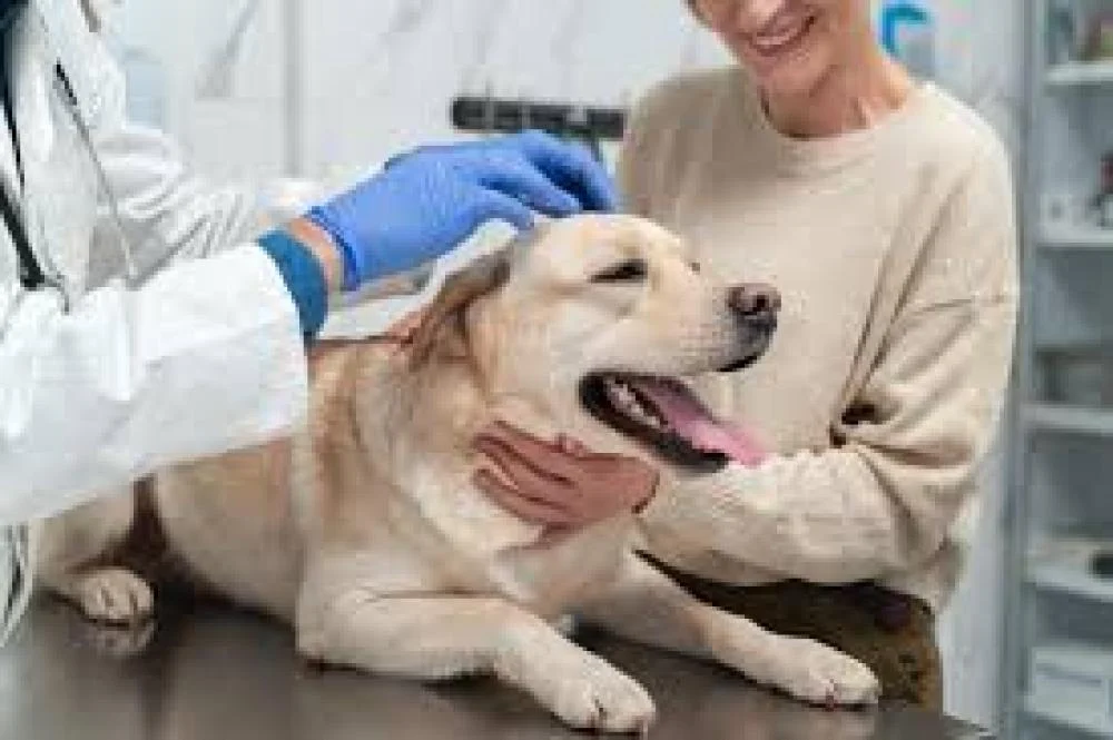 تطعيم السعار Rabies vaccine | خدمات العيادة
